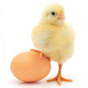 Hướng nuôi gà chuyên lấy trứng - Đặng Trần Dũng