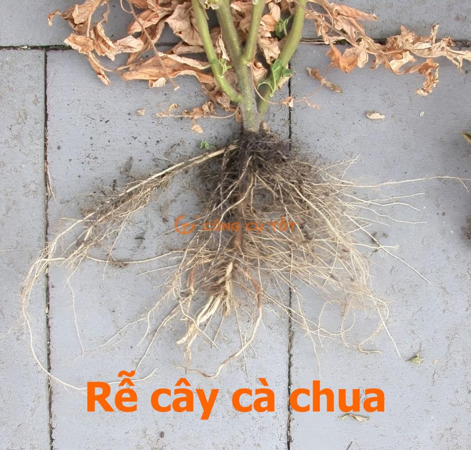 Cây cà chua, đặc tính thực vật và sinh thái - GS Đường Hồng Dật