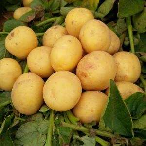 Thu hoạch và bảo quản khoai tây - Khang Việt