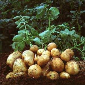 Đặc điểm hình thái cây khoai tây - Khang Việt