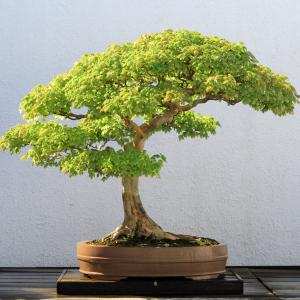 Nhân giống bonsai - Phạm Cao Hoàn