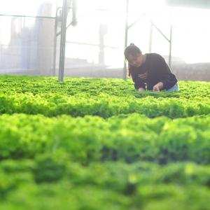 Sản xuất rau ở Việt Nam - Giáo sư Đường Hồng Dật