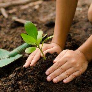 Phương pháp trồng cây con ra ruộng và chăm sóc cây - Giáo sư Đường Hồng Dật