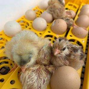 Những điều kiện cần đảm bảo khi ấp trứng và cách kiểm tra trứng ấp - Đặng Trần Dũng