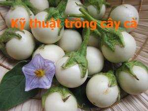 Kỹ thuật trồng cây họ cà - Giáo sư Đường Hồng Dật