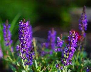 Trồng hoa violet