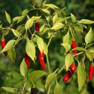 Kỹ thuật trồng cây ớt - Giáo sư Đường Hồng Dật