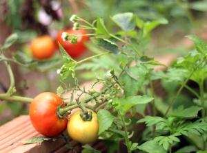Chỉ cần trồng những cây này xen với cà chua, đảm bảo lợi ích không ngờ