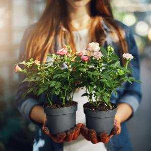 Kỹ thuật trồng hoa hồng - Thạc sĩ Lâm Thị Mỹ Nương