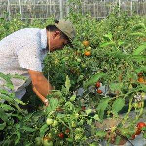 Những đặc điểm của nghề trồng rau - Giáo sư Đường Hồng Dật