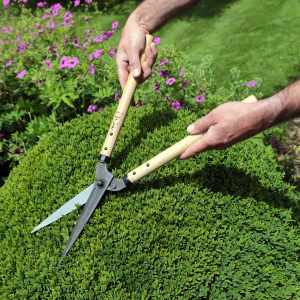 Hướng dẫn dùng kéo cắt cỏ và chăm sóc khu vườn như chuyên gia