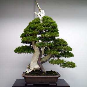 Xuất xứ nghệ thuật cây cảnh bonsai - Phạm Cao Hoàn