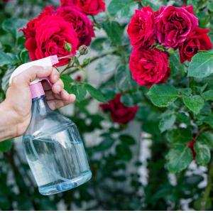 Trồng hoa hồng cần tưới nước - Thạc sĩ Lâm Thị Mỹ Nương
