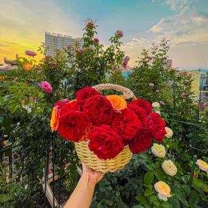 Nghề trồng hoa hồng ở nước ta - Thạc sĩ Lâm Thị Mỹ Nương