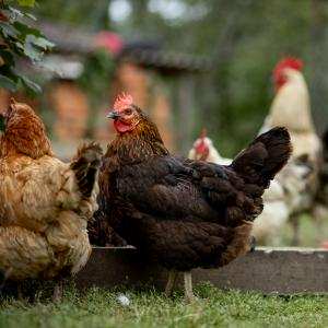 Các phương pháp chăn nuôi gà - Đặng Trần Dũng