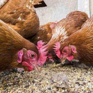 Giải quyết thức ăn cho gà trong chăn nuôi - Đặng Trần Dũng