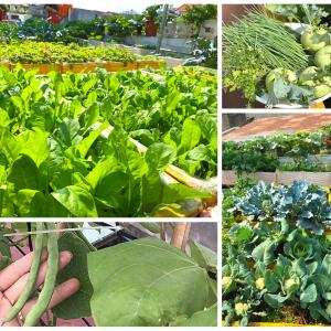 Cách xây dựng một vườn rau dinh dưỡng gia đình - TS. Nguyễn Văn Hoan