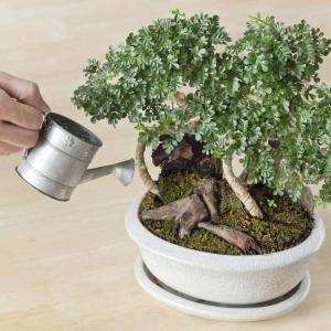 Chăm sóc cây trồng bonsai - Phạm Cao Hoàn