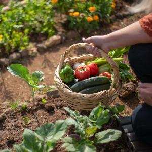 Tìm hiểu thêm tại 📂 chuyên đề vườn rau gia đình để biết rộng hơn ◕‿◕