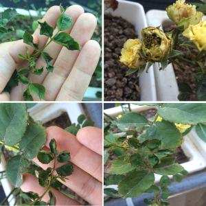 Sâu bệnh và cách phòng trừ cho cây hoa Hồng - Thạc sĩ Lâm Thị Mỹ Nương
