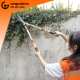 Sử dụng kéo  tỉa dáng cây cảnh cán tăng Đài Loan TOP