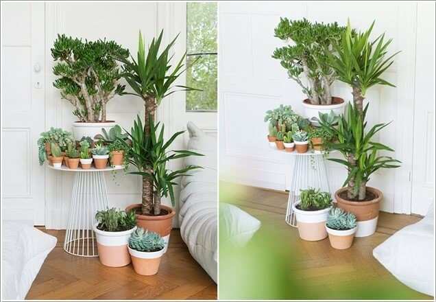 10 loại cây cảnh dễ trồng trong nhà