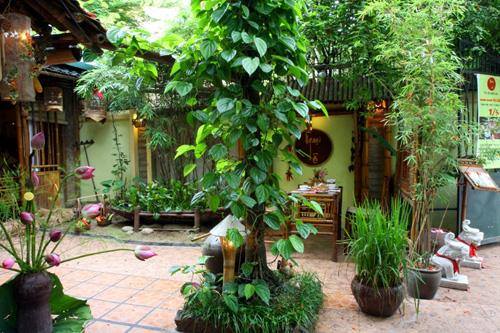 7 loại cây nên trồng trong nhà giúp thanh lọc không khí