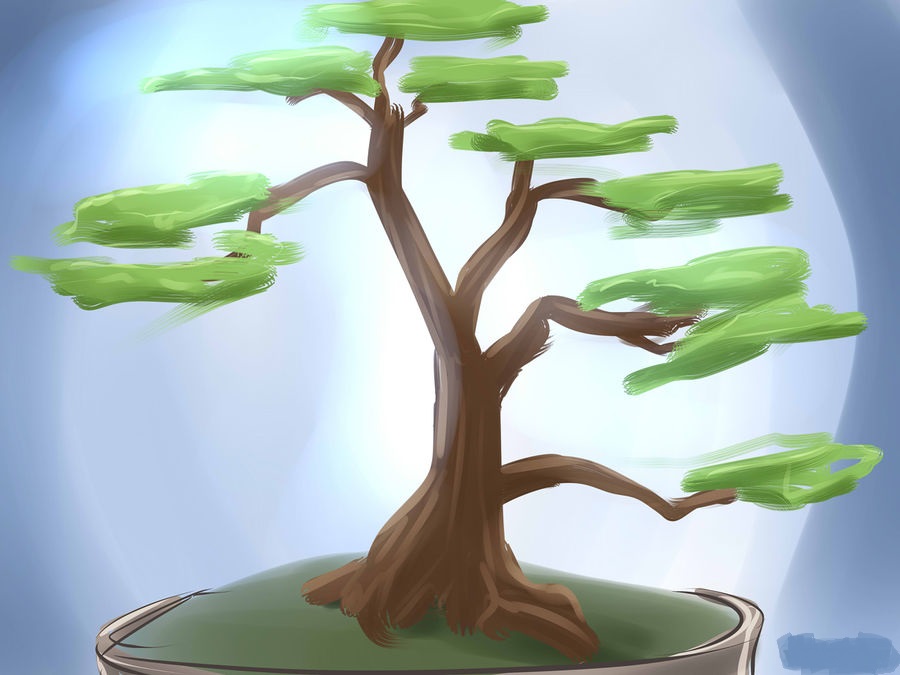 cách chọn bonsai 1