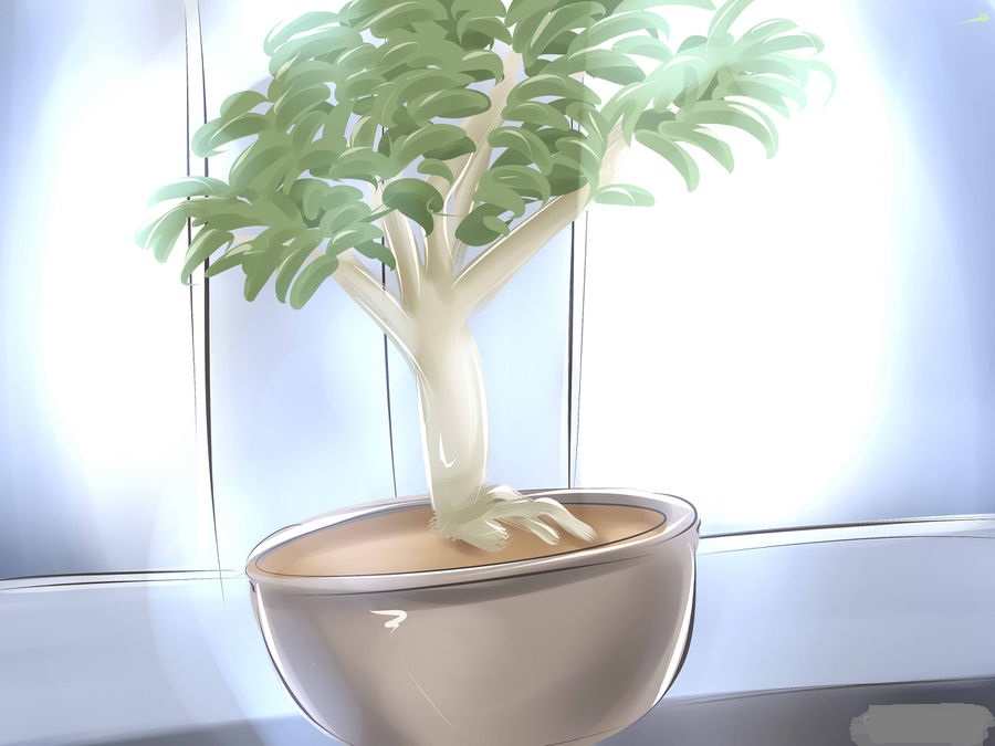 cách chọn bonsai 2