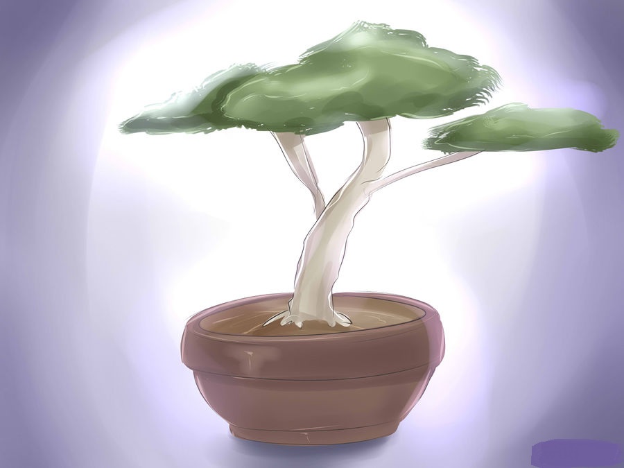 cách trồng bonsai 5