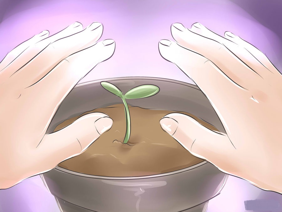 cách trồng bonsai 11
