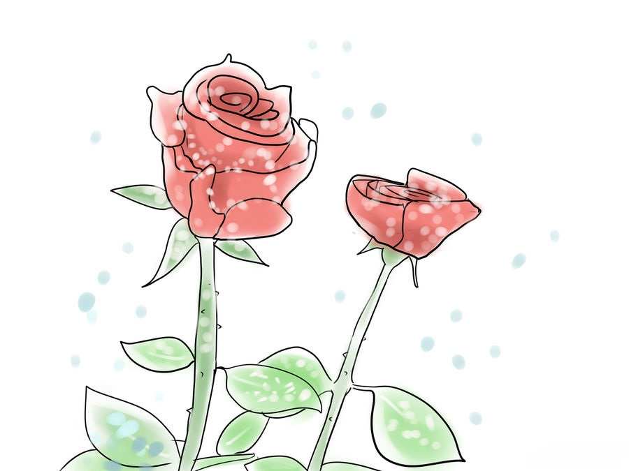 cách trồng hoa hồng 13