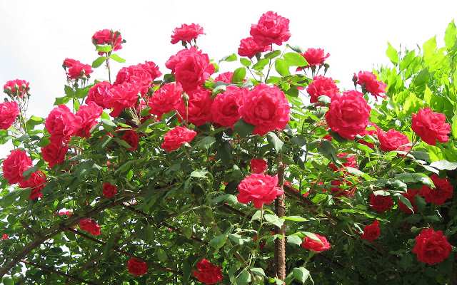 Hướng dẫn cách trồng và chăm sóc hoa hồng