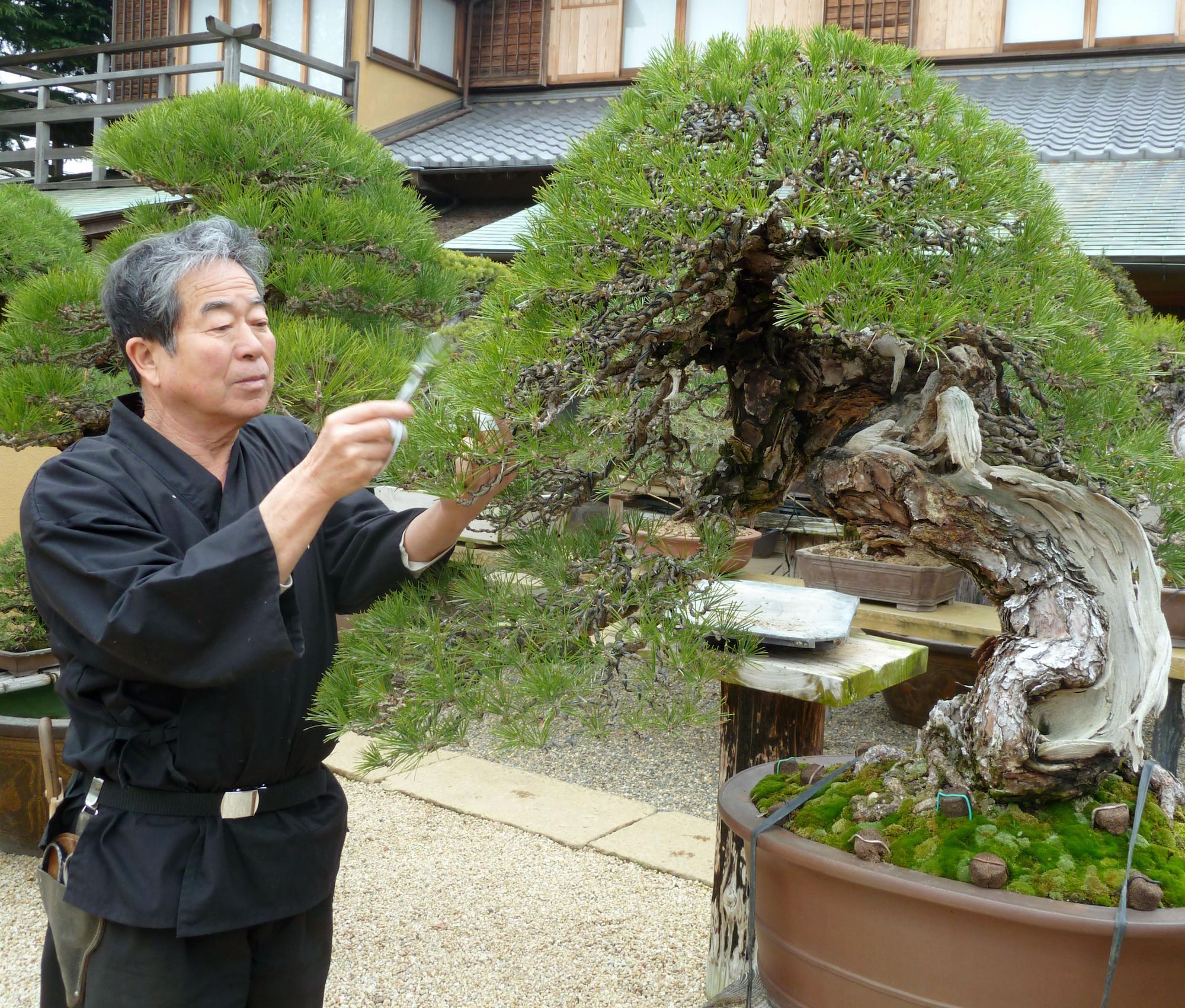 Chăm sóc bonsai đòi hỏi những dụng cụ đạt chuẩn Nhật Bản