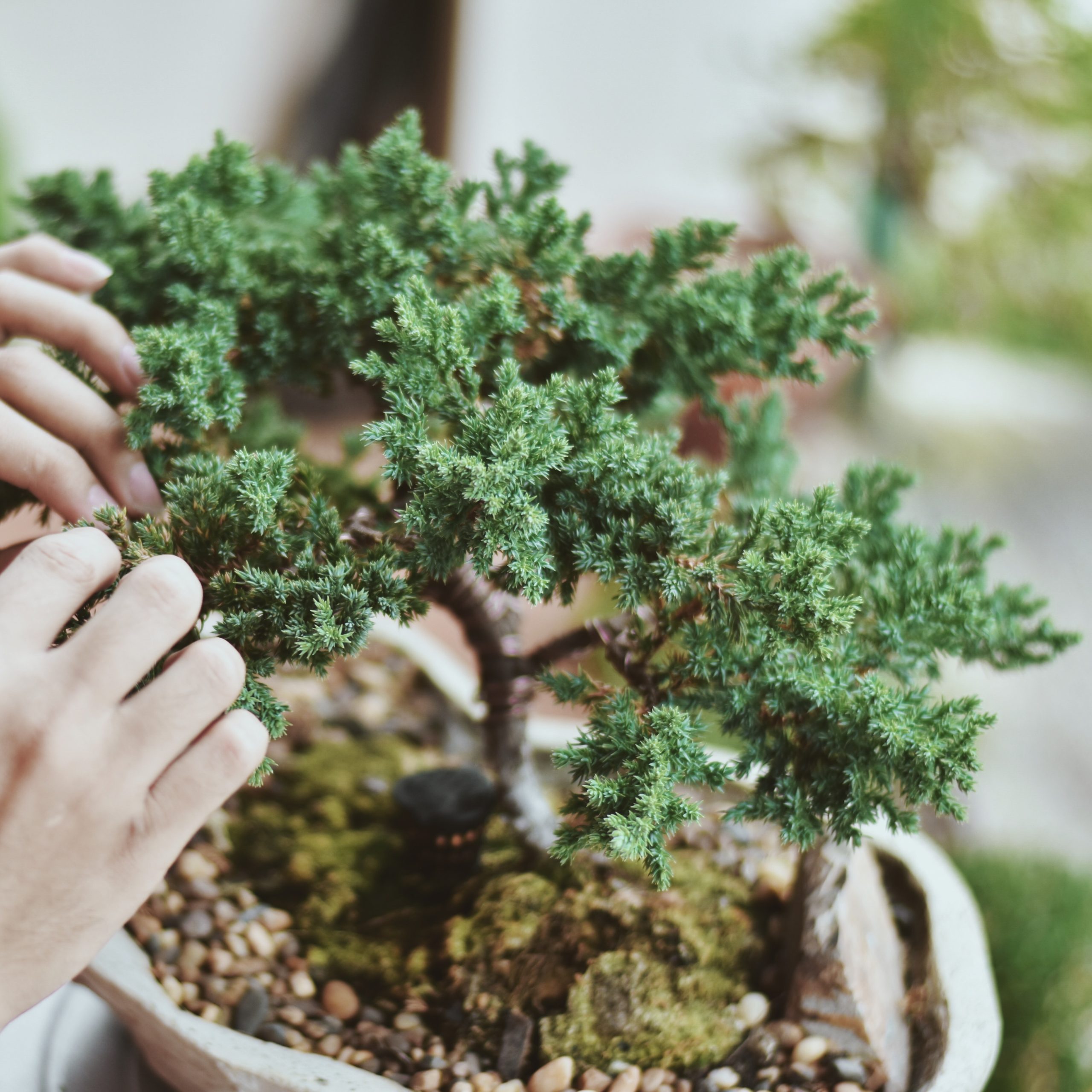 Những chậu bonsai mini Nhật Bản thường được chăm sóc bởi kéo tỉa mini bonsai Toyama