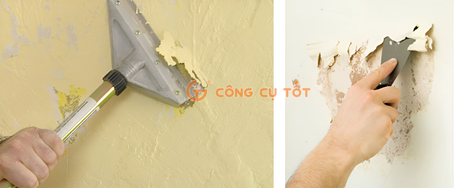 Ứng dụng của cây sủi tường