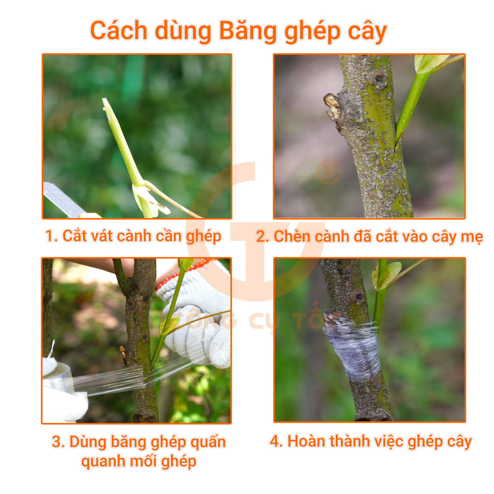 Cách sử dụng băng ghép cây vàng khổ 8cm