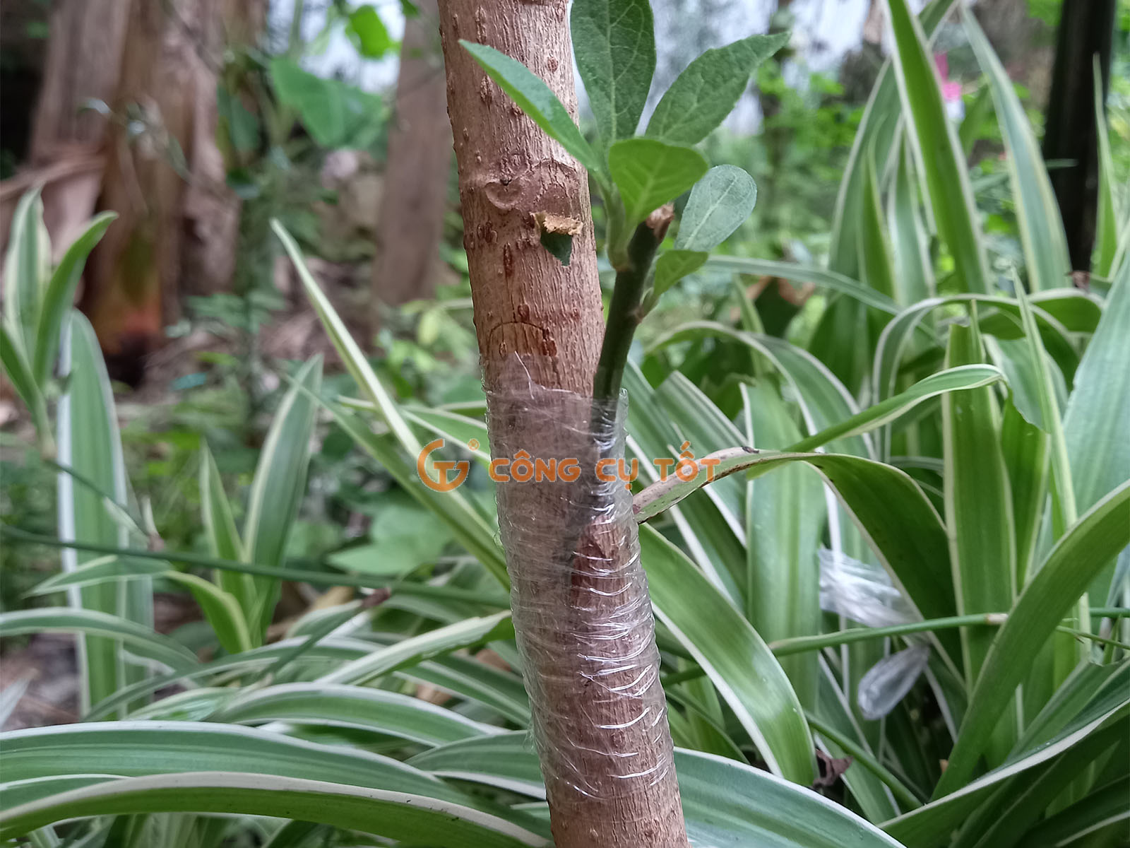 Mối ghép chắc chắn