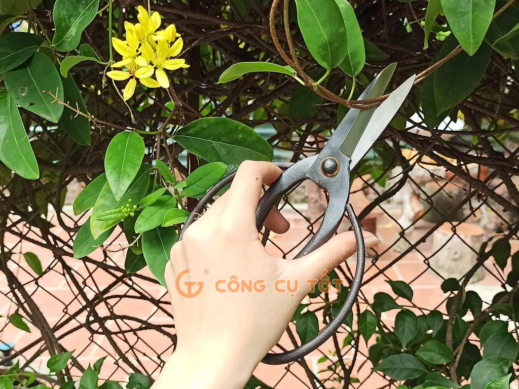 Kéo tỉa bonsai sang trọng dạng cánh bướm Three Hand