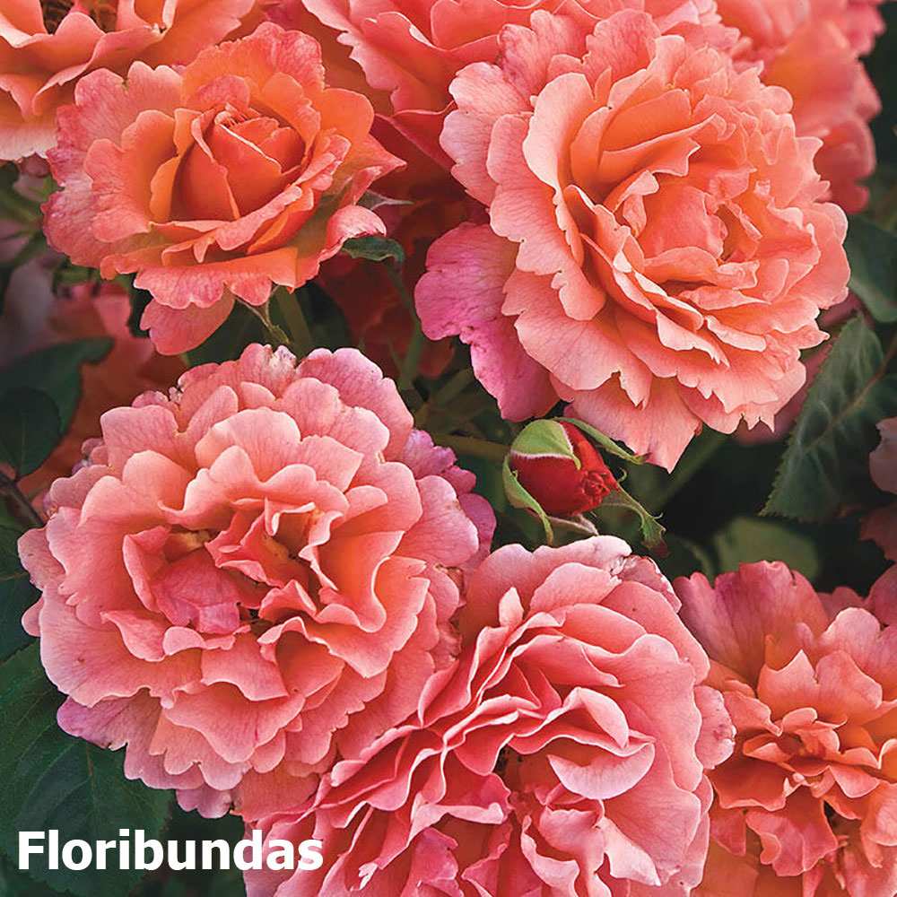 Hoa hồng Flolibundas