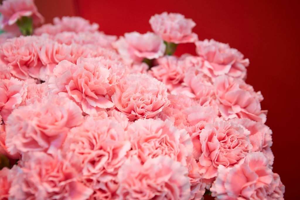 Hoa cẩm chướng là một trong những loại hoa đẹp và tươi lâu
