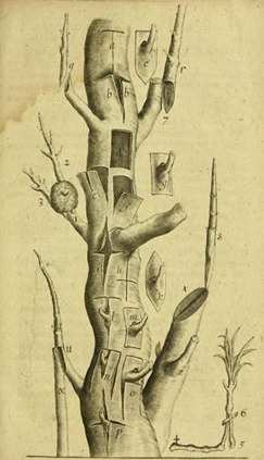 Mô hình ghép cây ở thế kỷ 17