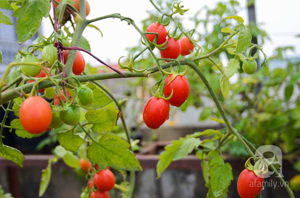 Trồng cà chua trên sân thượng