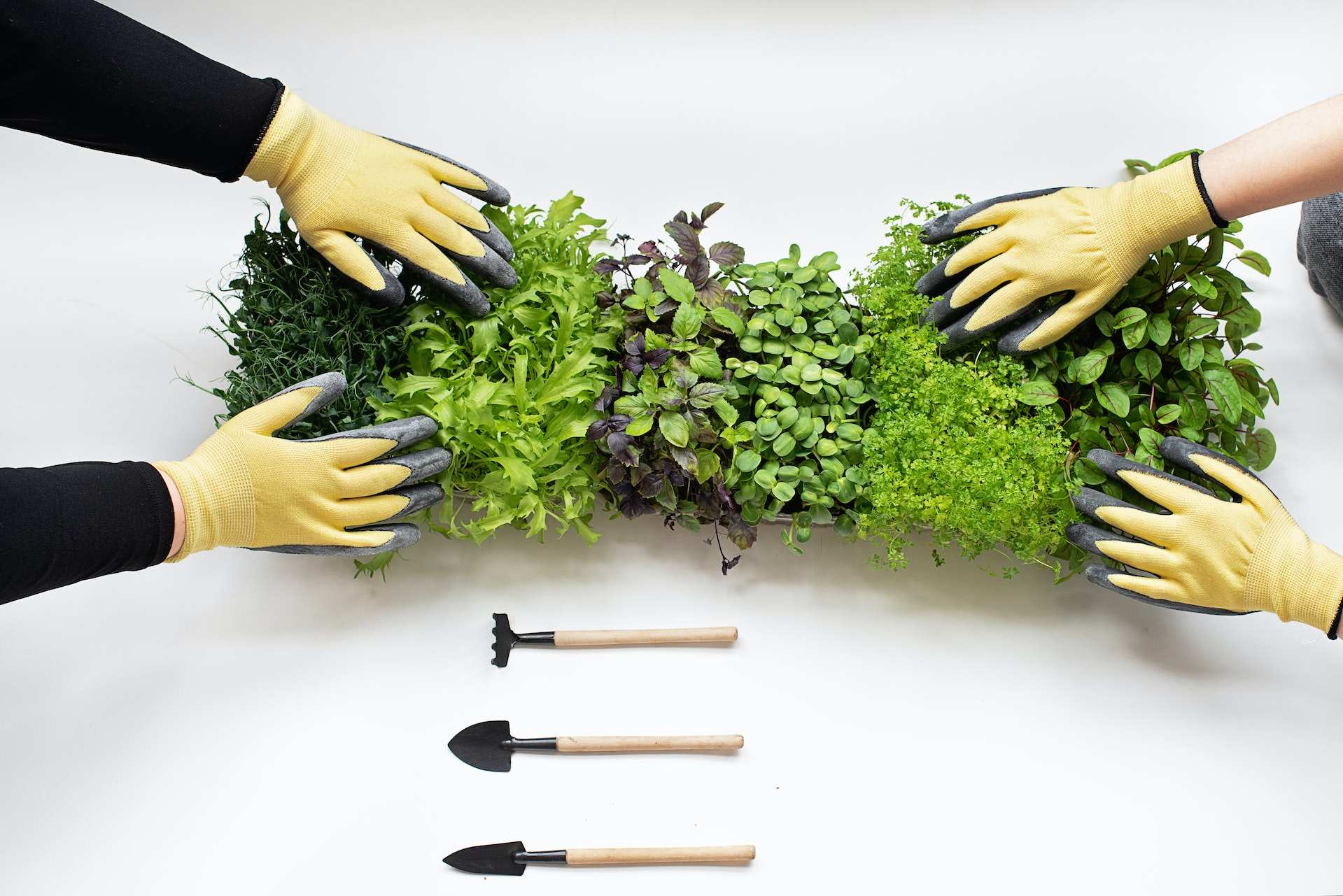 Các dụng cụ làm vườn nên có trong nhà phố trồng cây và rau