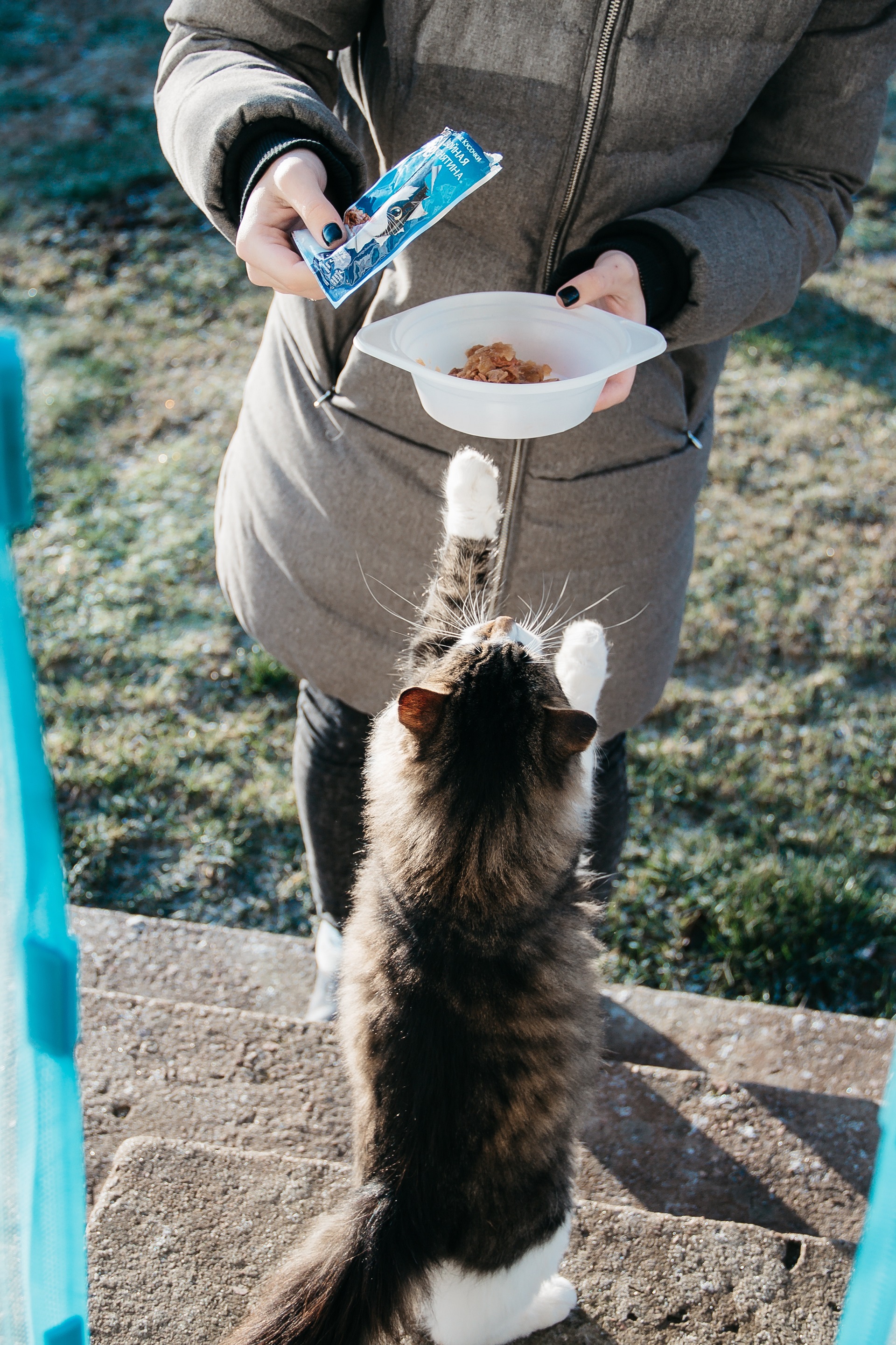 Chuẩn bị chế độ ăn phù hợp cho mèo