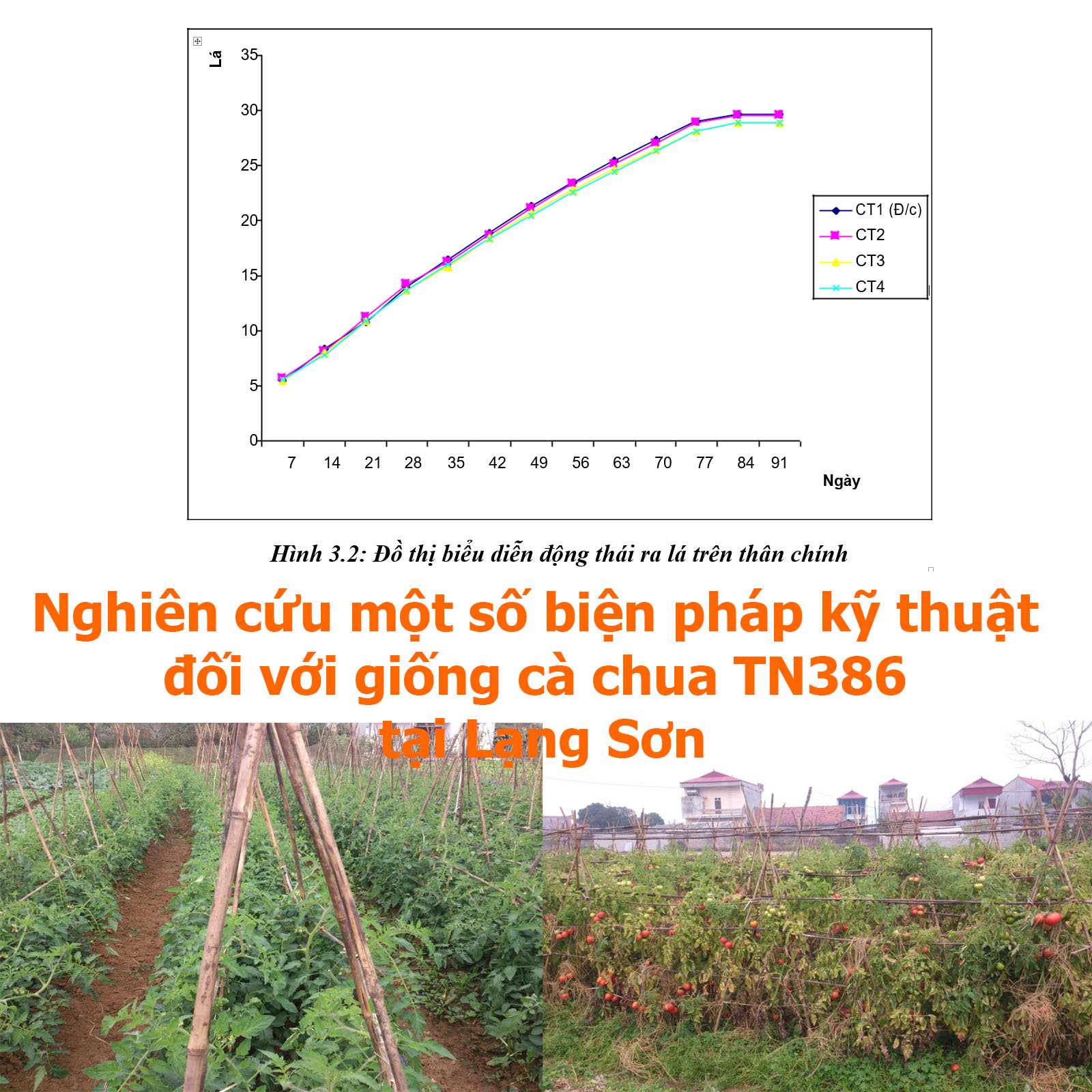 Nghiên cứu một số biện pháp kỹ thuật đối với giống cà chua TN386 tại Lạng Sơn