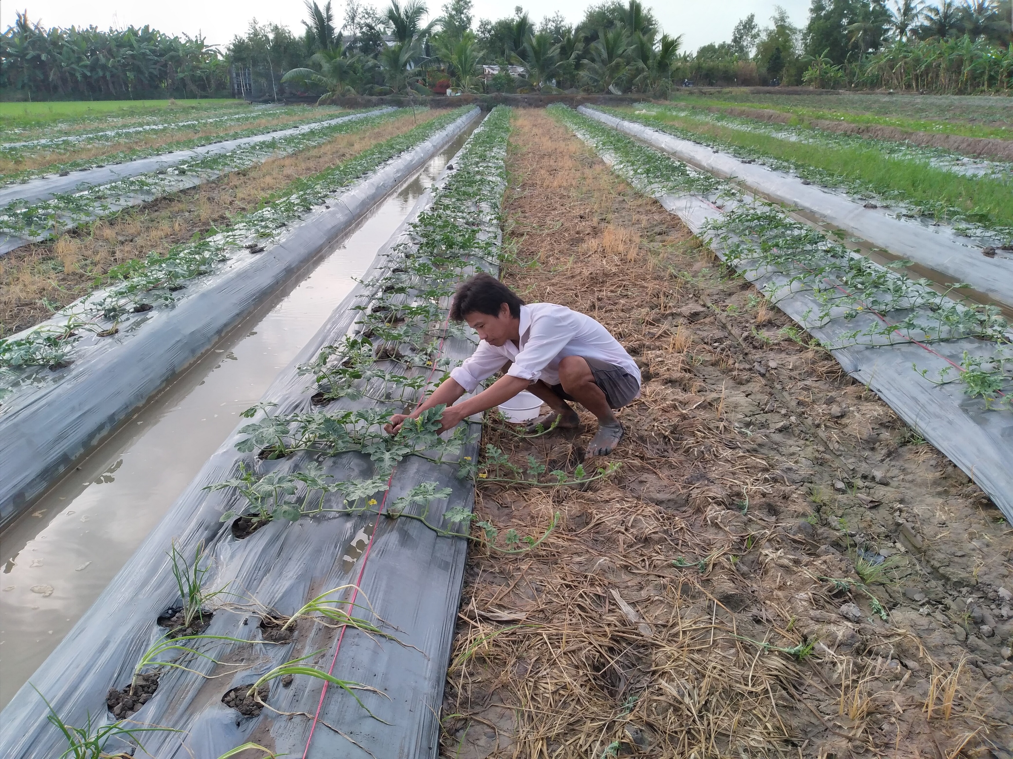 Cách bón phân cho dưa hấu