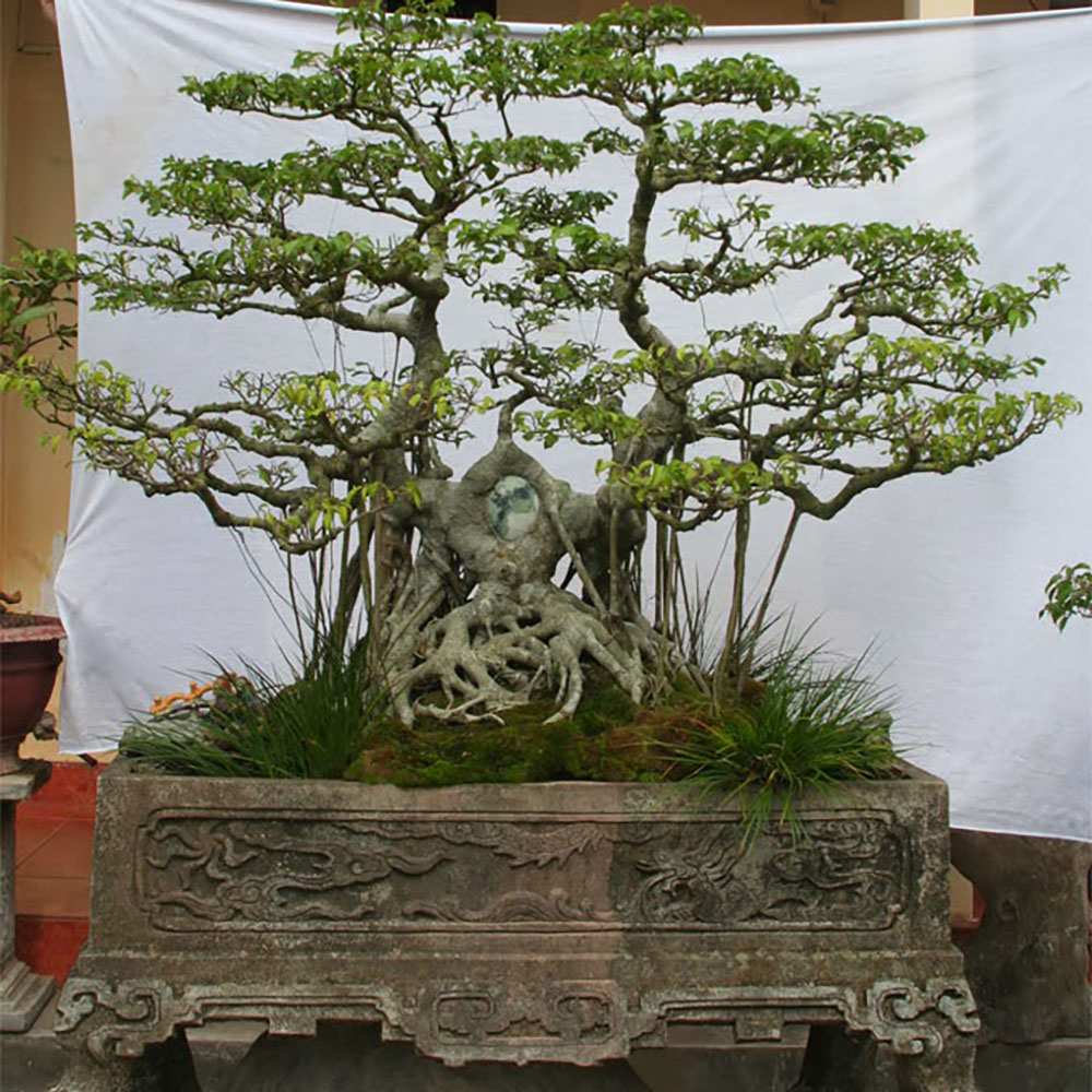 Bonsai đẹp thế lưỡng long tranh châu