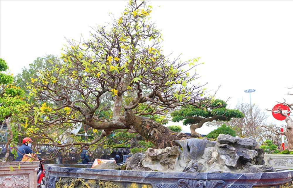 Bonsai thế bạt phong hồi đầu