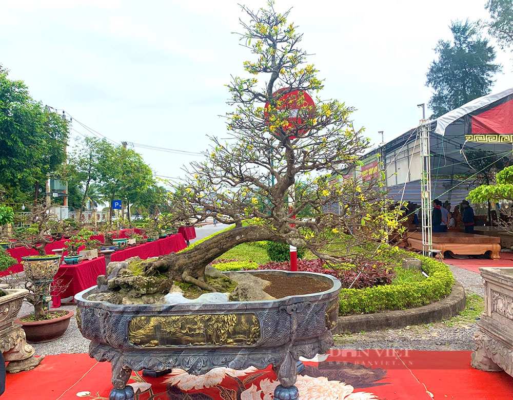 Bonsai thế bạt phong hồi đầu